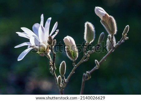 Magnolia stellata flower. White flower star magnolia bloom on Magnolia tree. Flowering tree in the garden, close up.