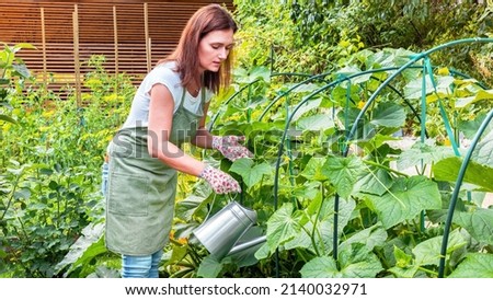 Watering vegetable garden. A woman gardener in an apron and gloves waters the beds with organic vegetables. Caring for cucumber plants in the home vegetable garden.  Royalty-Free Stock Photo #2140032971