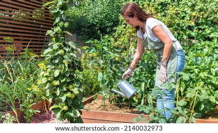 Woman gardener watering the crop of bell peppers with a metal watering can. Growing vegetables in raised beds made from wooden planks. A gardener in an apron and gloves is watering the garden.  Royalty-Free Stock Photo #2140032973