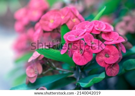 Close up image of blooming euphorbia milii,(crown of thorns, 

christ plant, Poi sian or christ thorn) flowers.
