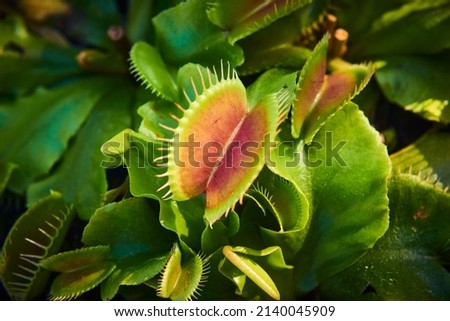 The Venus flytrap (Dionaea muscipula) carnivorous plant, macro photography, exotic tropical floral pic. Selective focus Royalty-Free Stock Photo #2140045909