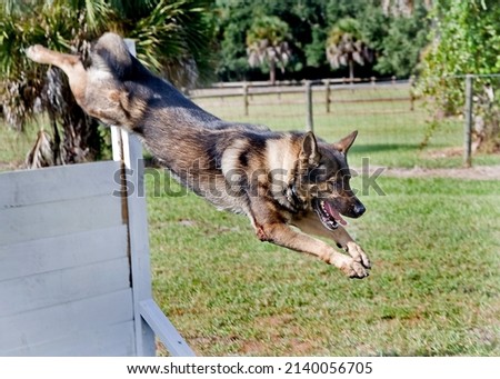 Police working dog training in agility, dog jumping over obstacles, police k9 canine training Royalty-Free Stock Photo #2140056705