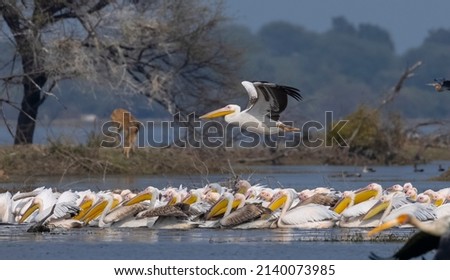 Great white pelican (Pelecanus onocrotalus) or rosy pelican bird at forest. Pelican migration in India during winter season. Royalty-Free Stock Photo #2140073985