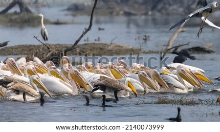 Great white pelican (Pelecanus onocrotalus) or rosy pelican bird at forest. Pelican migration in India during winter season.