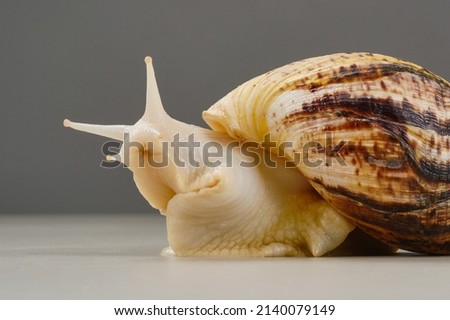 Big white Snail out of shell on a white background. Shallow depth of field. Focus on horns, antennae or eyes