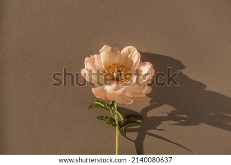 Delicate beige peony flower with aesthetic sunlight shadows on neutral tan brown background