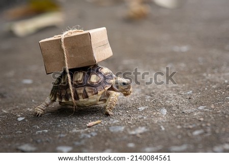 Close-up turtle with shipping box on a back,Slow delivery on turtle