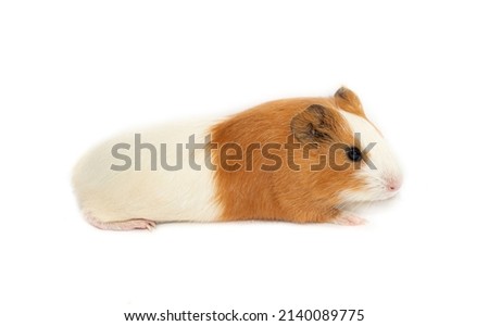 Guinea pig on a white background. Exotic animal as a pet.