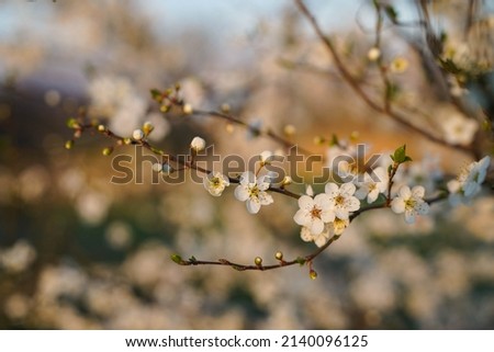 close up of an apple tree branch with white blossoms in german spring at sunset