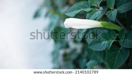 White flower bud. Defocused background. Copy space for text.