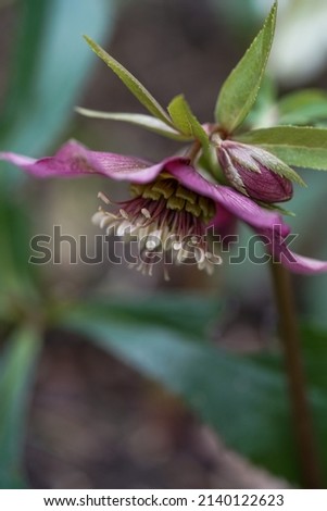 Close up from the side of a dark purple helleborus 
