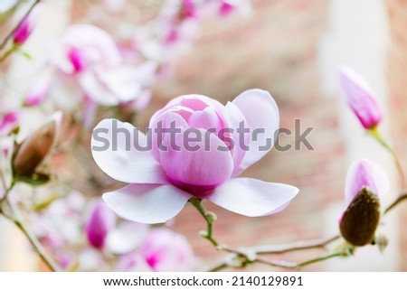 Blooming large pink magnolia flower during spring time season