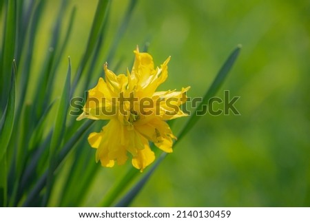Selective focus of Narcissus on the field, Daffodil is a genus of predominantly spring perennial plants of the amaryllis family, Yellow flowers and green leaves in garden, Natural floral background.