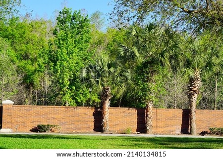 Beautiful tree in spring of Florida	