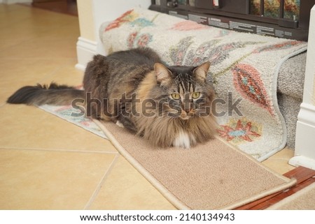 A cute brown cat is resting