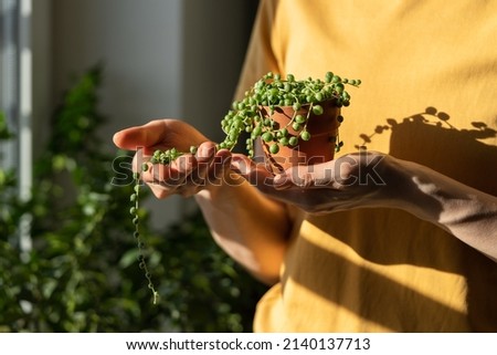 Closeup of woman hand holding small terracotta pot with Senecio Rowleyanus commonly known as a string of pearls, home interior on blurred background. Sunlight. Hobby, houseplant lovers concept.  Royalty-Free Stock Photo #2140137713