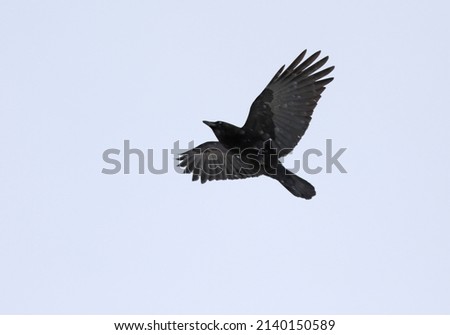 a crow in flight in the sky
