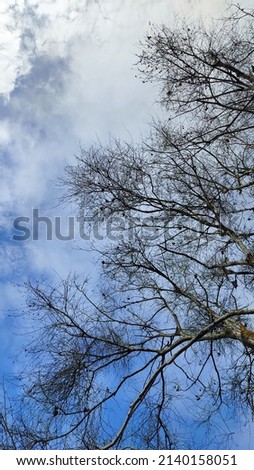 Dry tree without leaves on a cloudy sky background
