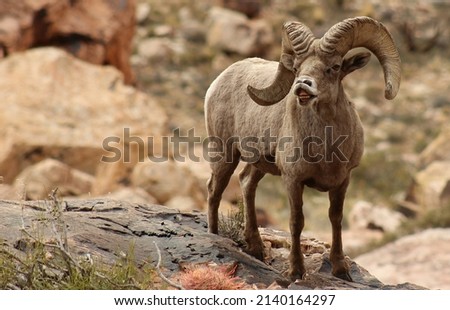 Nevada Desert Bighorn Sheep Ram