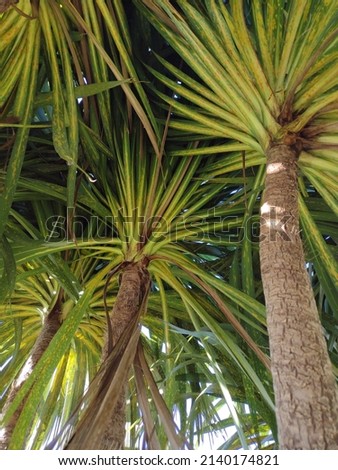 Palm plants, photographed on a sunny day in March, in Florence, Oregon. This photo was taken while underneath, looking up at the palms.