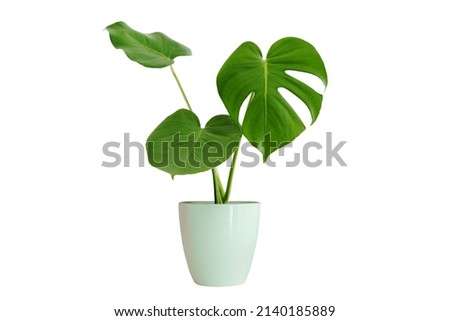 Monstera trees have a newborn and three adult leaves. planted in a white pot work Die-Cut PNG with path line Royalty-Free Stock Photo #2140185889