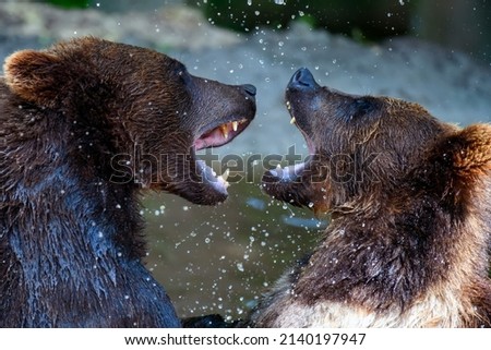 Two Wild Brown Bear (Ursus Arctos) fight on pond in the summer forest. Animal in natural habitat. Wildlife scene