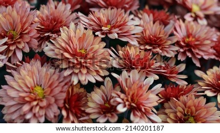 Coral Chrysanthemums in the autumn garden .Background of many small flowers of Chrysanthemum. Beautiful coral autumn flower background. Chrysanthemums Flowers blooming in garden at spring day. 