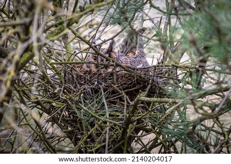 Female Long-eared Owl in the nest hidden among the vegetation. Asio otus.