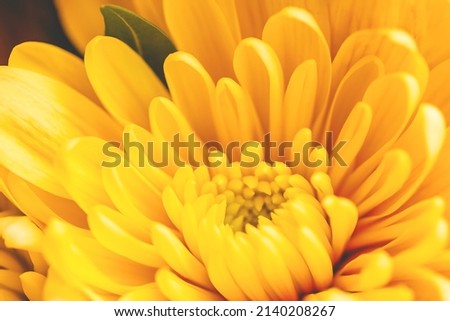 Yellow chrysanthemum flower with airy and delicate petals. The picture was taken with a macro lens. Selective focus. Blurring