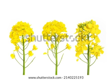 Rapeseed blossom flower isolated on white background.  Royalty-Free Stock Photo #2140225193