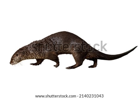 Otter isolated on white background. North American river otter, Lontra canadensis, sniffs about prey. Brown fur coat animal. Wildlife. Fish predator also known as common otter isolated on white.