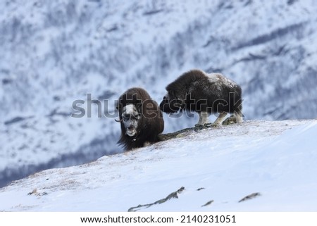 Wild Musk Ox in winter, mountains in Norway, Dovrefjell national park Royalty-Free Stock Photo #2140231051