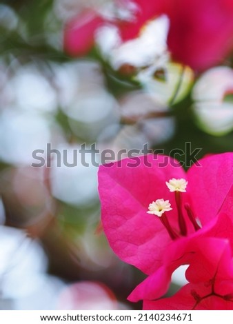 colorful PAPER FLOWER, bougainvillea white in pink leaves, shiny flowers under morning sunlight, selective focus shallow depth of field blur garden background