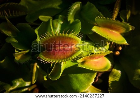 The Venus flytrap (Dionaea muscipula) carnivorous plant, macro photography, exotic tropical floral pic. Selective focus Royalty-Free Stock Photo #2140237227
