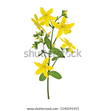 St. John's wort, medicinal herbal flower. Botanical plant. Tutsan herb. Vector illustration isolated on white background Royalty-Free Stock Photo #2140241455