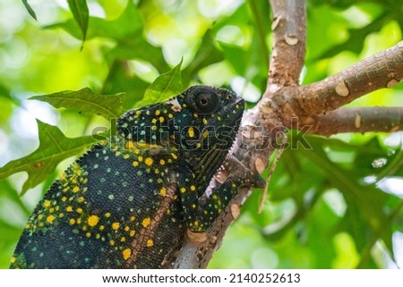 Chameleon on a branch hiding in leaves. Chameleo on Zanzibar
