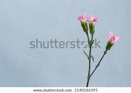 fresh small pink carnation flowers on blue background
