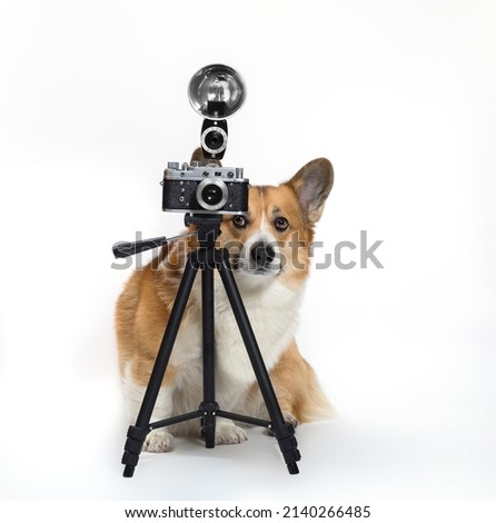 portrait of a cute photographer dog corgi standing on a white isolated background in the studio next to a retro camera on a tripod