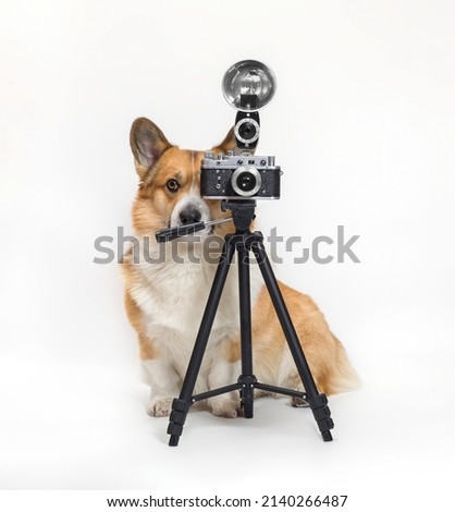 photographer dog corgi standing on a white background in the studio and looking into a retro camera on a tripod