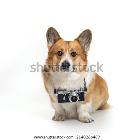 square portrait of a cute photographer dog corgi sitting on a white background in a studio with a retro camera around his neck