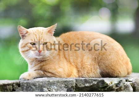 adult red cat lying on a stone. Selective focus with blurred background, bokeh
