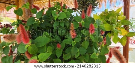 Red flowering acalypha plant or Red hot cat's tail the red flowers are tassels like a bottle brush with dark green leaves It is popular to decorate the garden because it is beautiful and exotic. 
