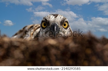 osprey The osprey, also called sea hawk, river hawk, and fish hawk, is a diurnal, fish-eating bird of prey with a cosmopolitan range Royalty-Free Stock Photo #2140293585