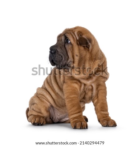 Adorable Shar-pei dog pup, sitting up  side ways. Looking away from camera with cute droopy eyes. isolated on a white background. Royalty-Free Stock Photo #2140294479