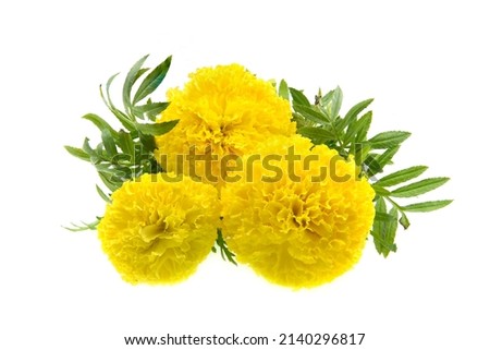 closeup of fresh marigold flowers isolated on white background