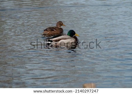 Duck couple swimming in the lake