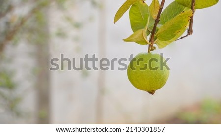 Closeup of Guava hanging on tree.