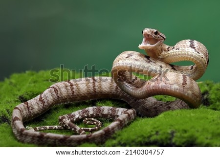 Dog-toothed Cat Snake (Boiga cynodon) is a snake native to South East Asia. 