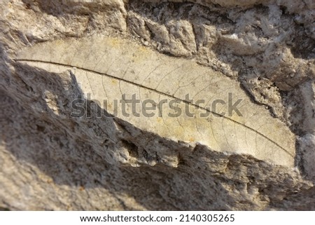 Fossil leaf on a piece of travertine