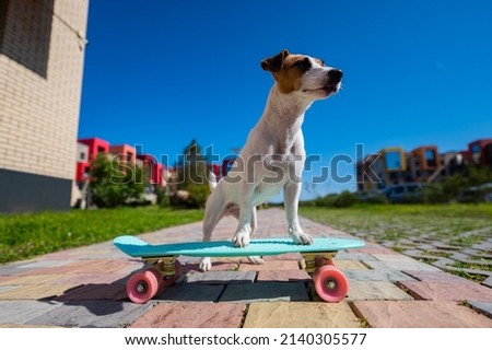 Jack russell terrier dog rides a skateboard outdoors on a hot summer day.